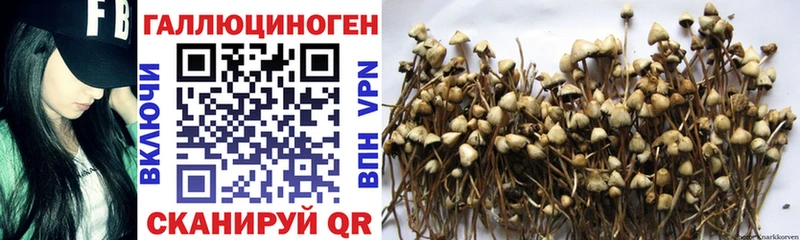 хочу наркоту  Солнечногорск  Галлюциногенные грибы Cubensis 